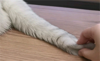 抓猫的尾巴会怎么样呢
