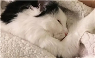 猫咪为什么不睡主人脚下啊