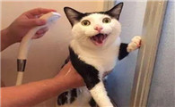 猫为什么看你洗澡啊