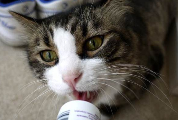 短毛猫用吃化毛膏吗