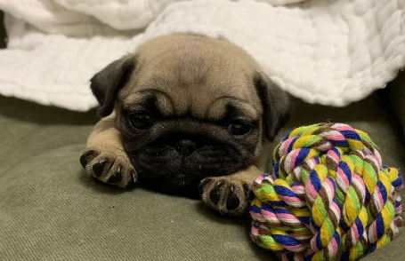 巴哥犬一天睡多久正常