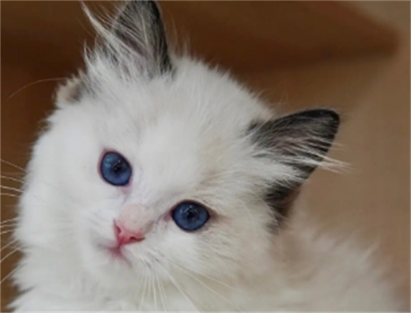 简单快速辨别“星期猫”,新手养猫避雷指南! 简单快速辨别“星期猫”,新手养猫避雷指南!