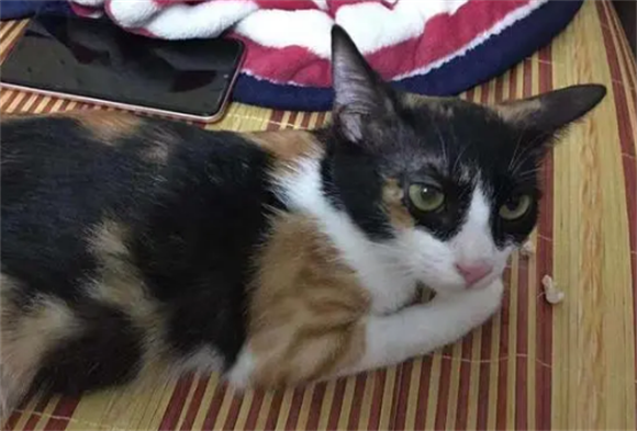 原来“三花猫”有这些优点,养过的人都上瘾,想戒掉很难 原来“三花猫”有这些优点,养过的人都上瘾,想戒掉很难