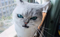 猫为什么会脾气很爆