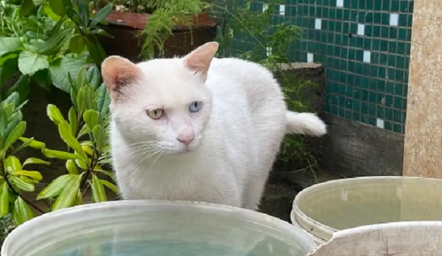 短尾麒麟猫市场价多少钱一只 短尾麒麟猫市场价多少钱一只