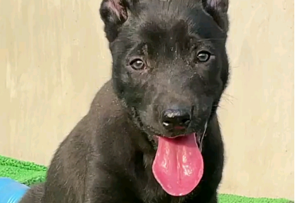 黑狼犬的致命缺点:攻击性比较强! 黑狼犬的致命缺点:攻击性比较强!