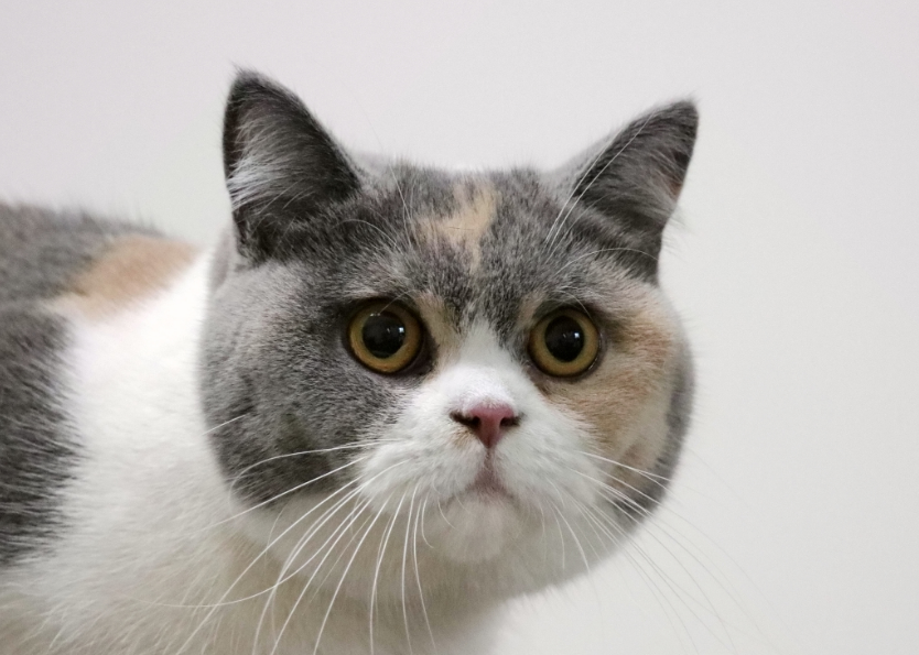 英短三花猫好养吗 英短三花猫好养吗