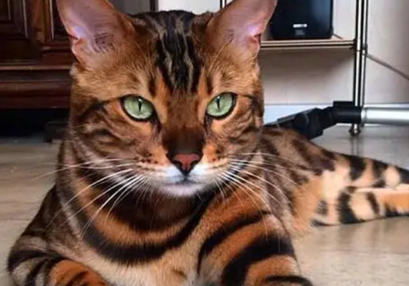 孟加拉猫的优点和缺点