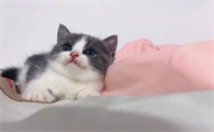 猫咪回家为什么激动呢