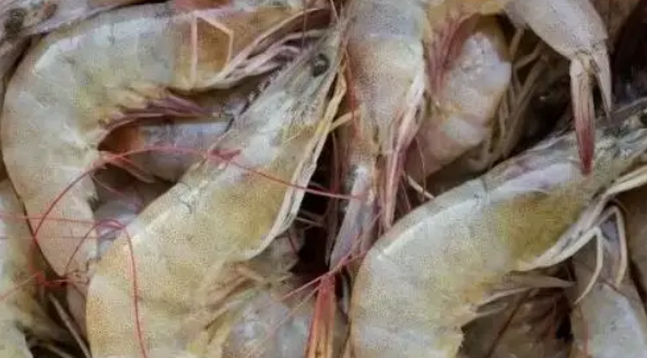 虾的习性有哪些？来了解下吧