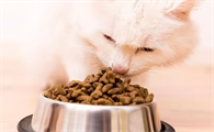 猫咪几个月就可以不泡猫粮吃了呢