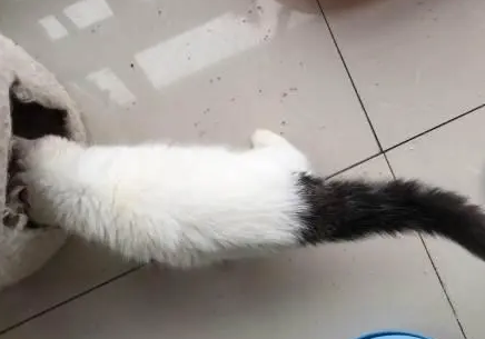 雪中拖枪猫能长多大