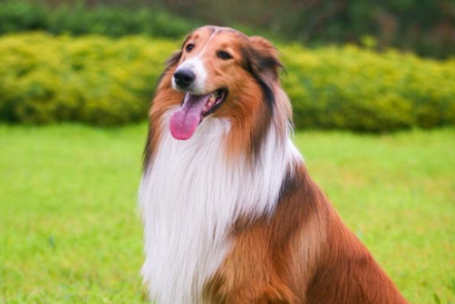 苏牧犬怎么样好养吗