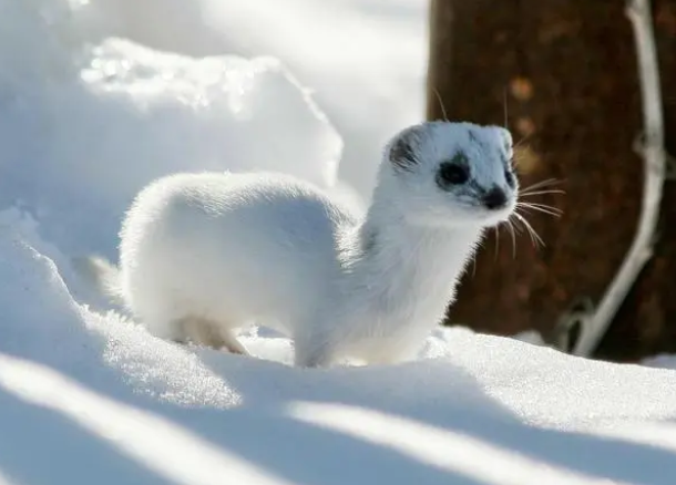 比猫狗还要粘人的小可爱——雪貂