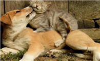 猫咪扑到狗狗身上