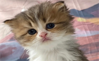 猫咪为什么爱摔东西呢怎么回事