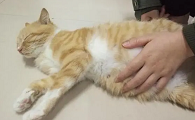为什么猫咪破羊水