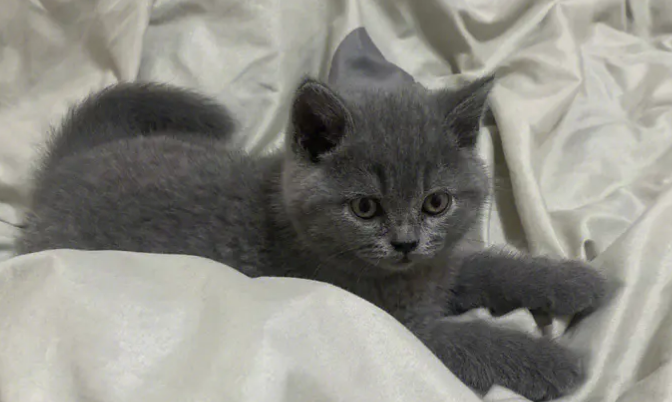 汤姆猫适合家养吗？喂食的时候需要注意什么？