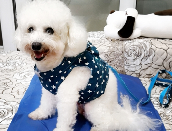德丰Dog's life宠物用品怎么样?来了解下吧 德丰Dog's life宠物用品怎么样?来了解下吧