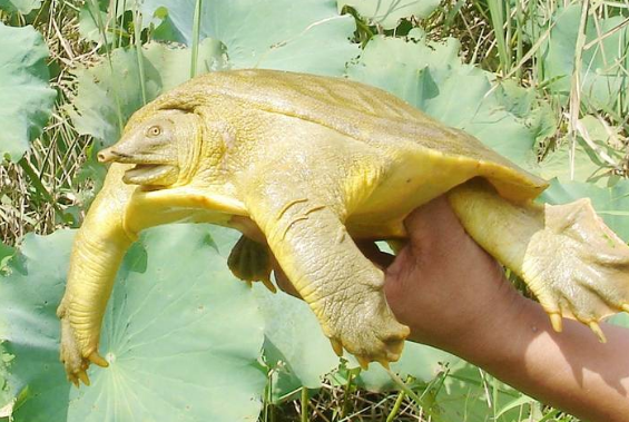 物种百科:黄河鳖 物种百科:黄河鳖