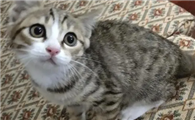 两个月的猫怎么养呢