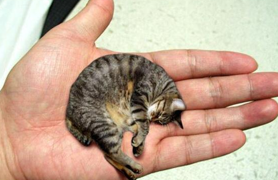 皮堡斯小猫灭绝了吗