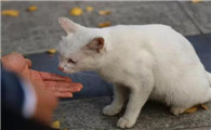 猫从小区走丢了没出去过还可以回来吗