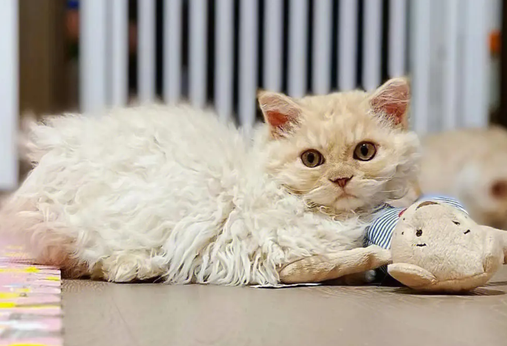 塞尔凯克卷毛猫成年后多重