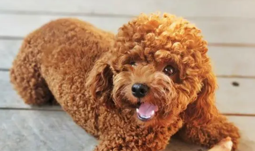 泰迪狗狗能不能吃橙子