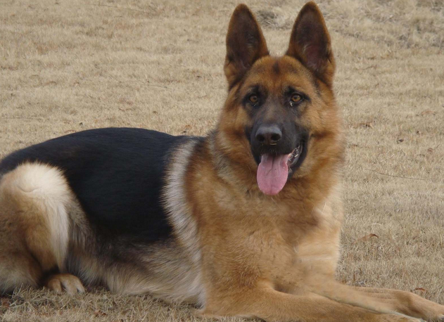 德国牧羊犬怎么训练才听话呢