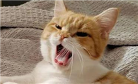 猫咪为什么突然疯叫了呢