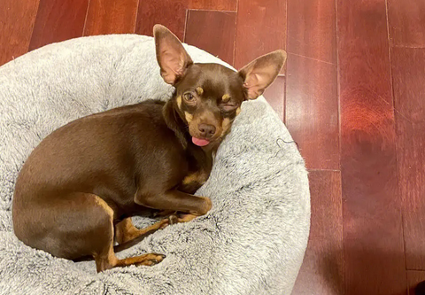 小鹿犬的性格怎么样啊