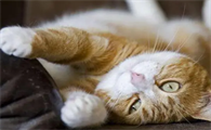 猫咪为什么脾气突然不好怎么回事啊