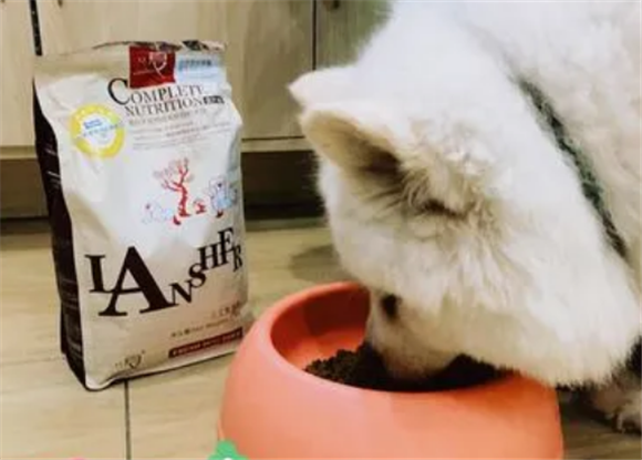 如何挑选小萨摩耶狗崽狗粮呢