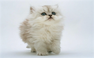 猫咪为什么喜欢吃绿茶呢