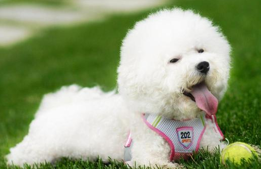 养比熊犬有什么危害吗 养比熊犬有什么危害吗