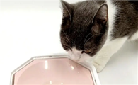 猫咪为什么要擦水盆呢