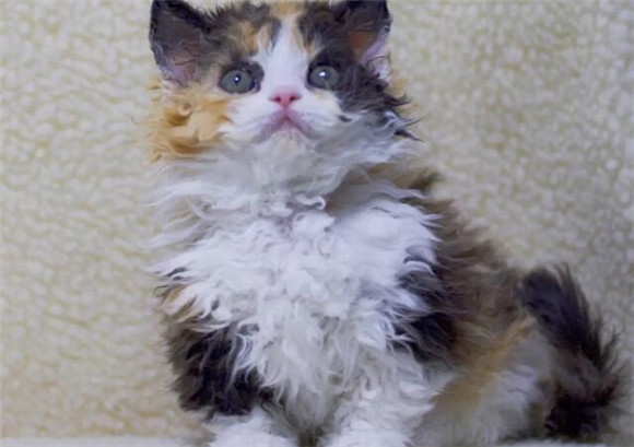 塞尔凯克卷毛猫容易饲养吗 塞尔凯克卷毛猫容易饲养吗