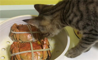 猫能吃螃蟹吗为什么