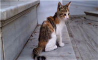 猫跑了怎么找回来啊