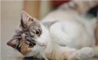 猫咪突然排斥同伴是为什么啊