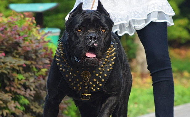 护卫犬好不好养? 护卫犬好不好养?