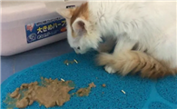 为什么猫咪会出现拉稀呕吐呢