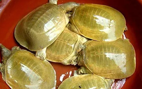 黄沙鳖是什么意思?黄沙鳖有什么功效? 黄沙鳖是什么意思?黄沙鳖有什么功效?
