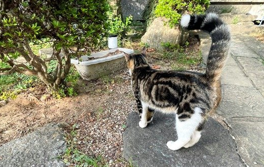 折尾猫是什么意思