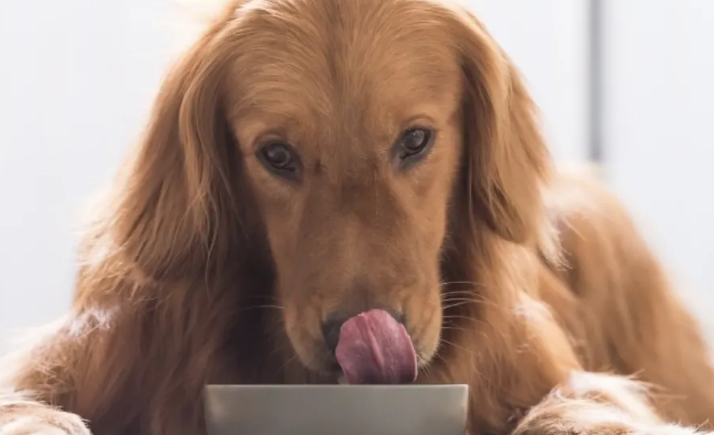 多可特宠物零食怎么样？怎么去选择宠物零食？