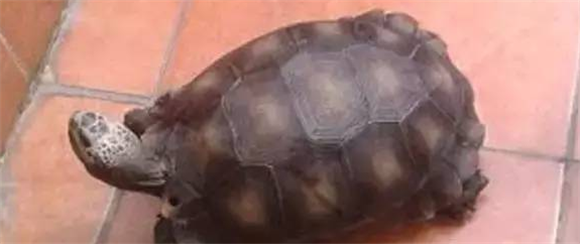黑靴陆龟怎么冬眠?黑靴陆龟饲养方法介绍 黑靴陆龟怎么冬眠?黑靴陆龟饲养方法介绍