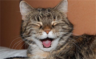 猫咪为什么会学微笑呢