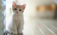 猫咪两天没拉屎怎么办肚子硬硬的