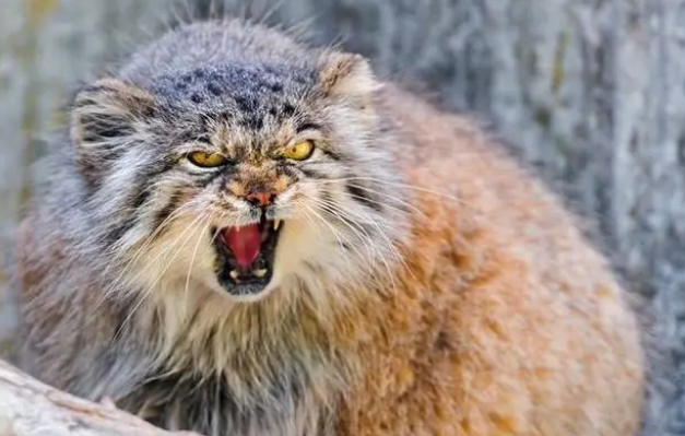 帕拉斯猫多少钱一只